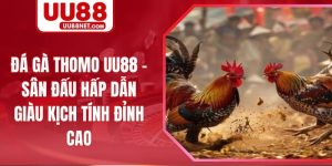 Đá Gà Thomo Uu88 – Sân Đấu Hấp Dẫn Giàu Kịch Tính Đỉnh Cao