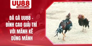 Đá Gà UU88 - Đỉnh Cao Giải Trí Với Mãnh Kê Dũng Mãnh