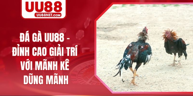 Đá Gà UU88 - Đỉnh Cao Giải Trí Với Mãnh Kê Dũng Mãnh